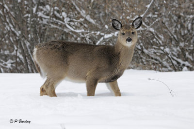 White-tailed Deer