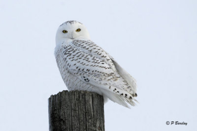 Snowy Owl