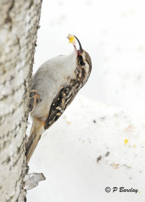 Brown Creeper