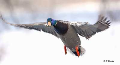 Mallard