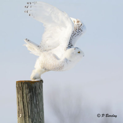 Snowy Owl