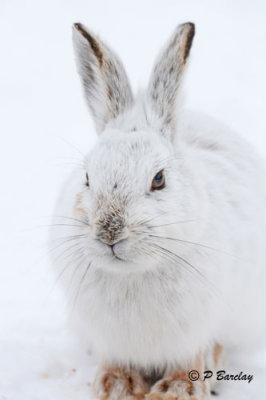 Snowshoe Hare