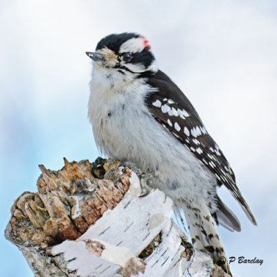 Downy Woodpecker (m)