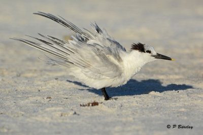 Sandwich Tern: SERIES