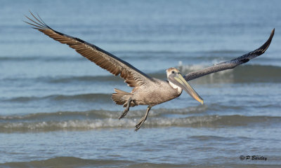 Brown Pelican:  SERIES