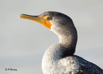 Double-crested Cormorant (juv):  SERIES