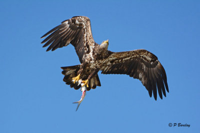 Bald Eagle (f)
