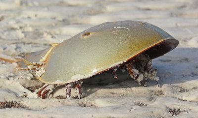 Horseshoe Crab:  SERIES