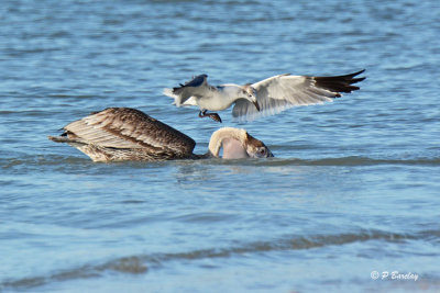 Brown Pelican and Laughing Gull
