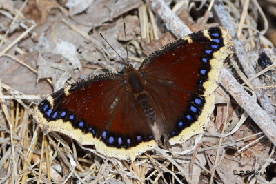 Mourning Cloak