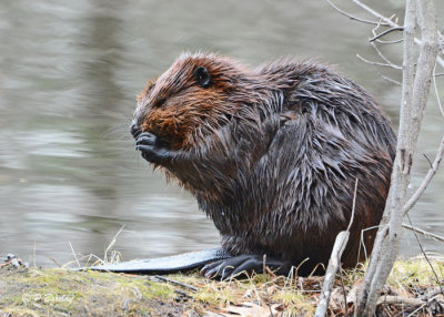 Beaver