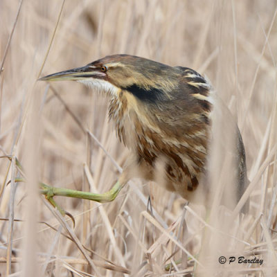 American Bittern