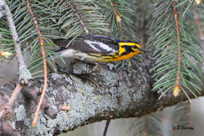 Blackburnian Warbler