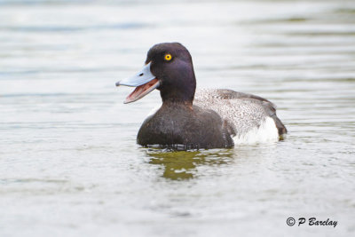 Lesser Scaup (m)