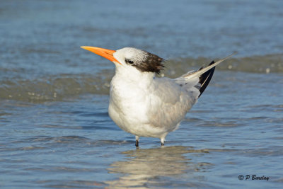 Royal Tern