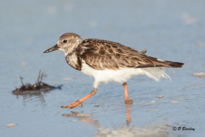 Ruddy Turnstone