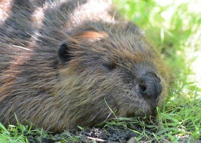 Beaver