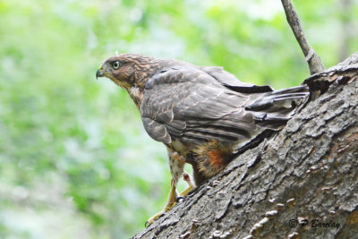 Cooper's Hawk