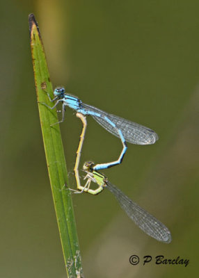 Blue Damselflies