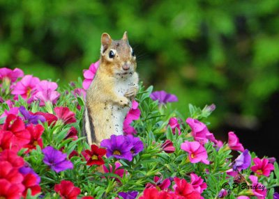 Eastern Chipmunk