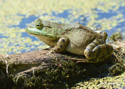 Bullfrogs:  SERIES