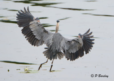 Great Blue Heron