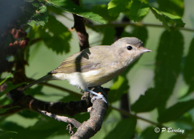 Warbling Vireo
