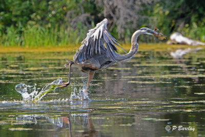 Great Blue Heron:  SERIES