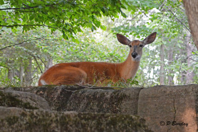 White-tailed Deer