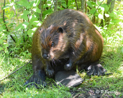Beaver