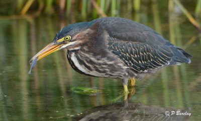 Green Heron (juv)