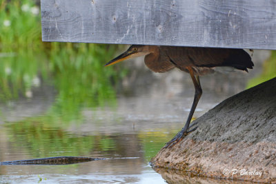 Heron - Great Blue and Green:  SERIES