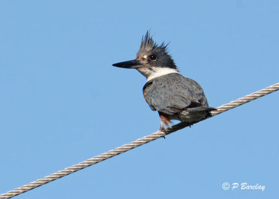 Belted Kingfisher