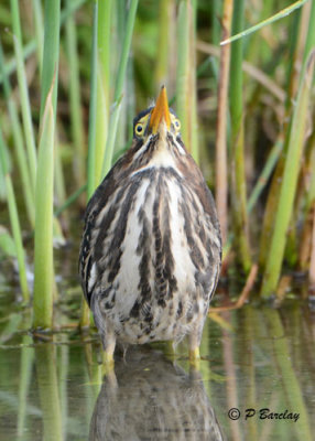 Green Heron