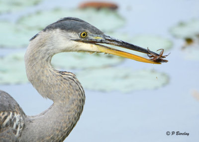 Great Blue Heron (juv)