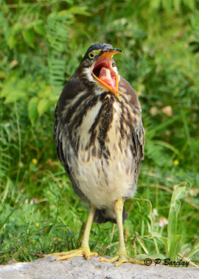 Green Heron:  SERIES