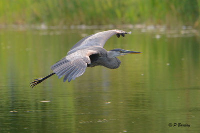 Great Blue Heron (juv)