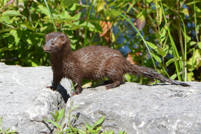Mink:  SERIES