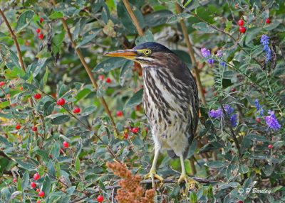 Green Heron (juv)