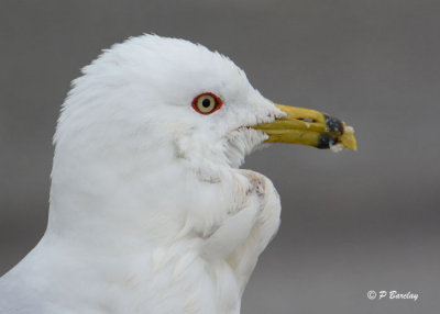 Ring-billed Gull