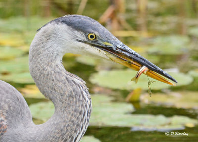 Great Blue Heron (juv)