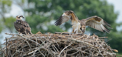 Osprey (juvs)