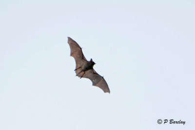 Bat