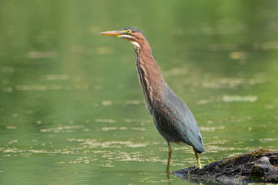 Green Heron