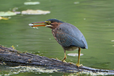 Green Heron (juv)