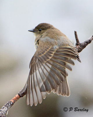 Eastern Phoebe (juv):  SERIES