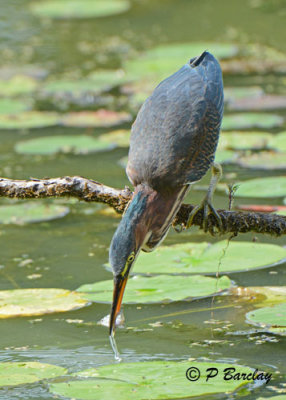 Green Heron