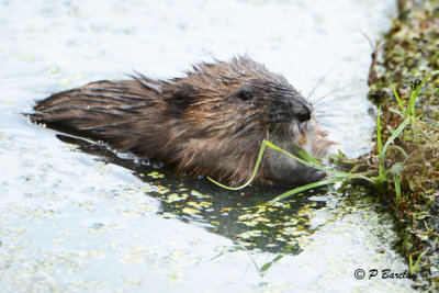 Muskrat