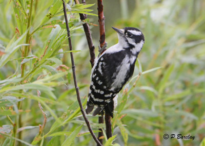 Downy Woodpecker (f)
