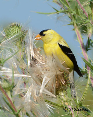 Goldfinch (m)